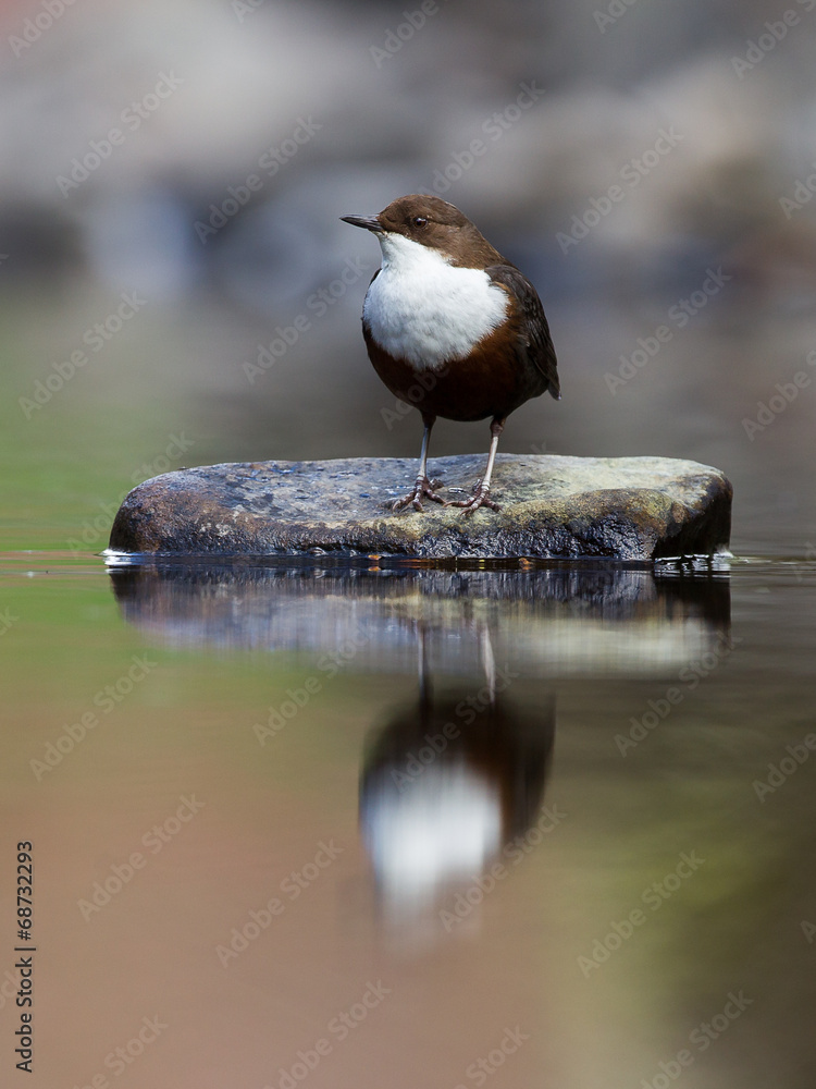 Dipper Dipper