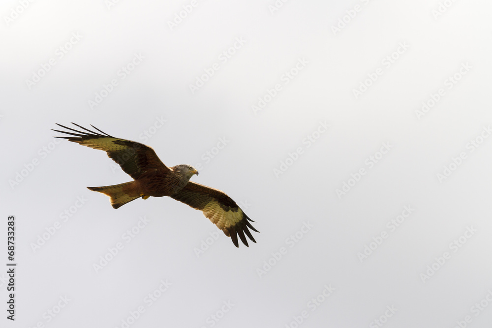 Obraz premium Red Kite (Milvus-milvus)