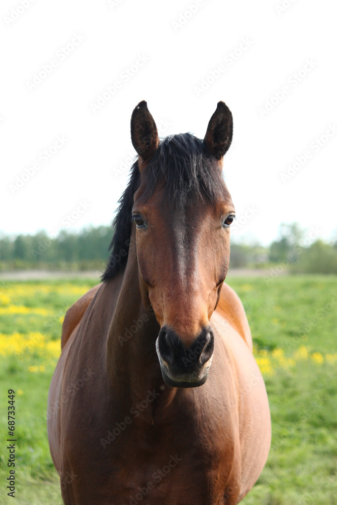 Fototapeta premium Beautiful bay horse at the field