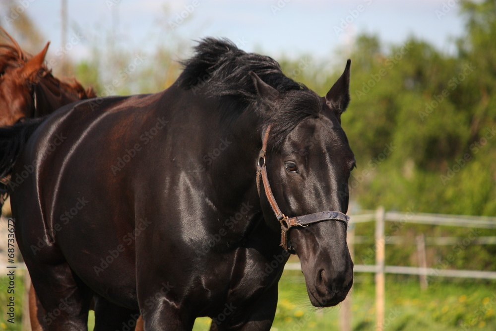 Obraz premium Black horse portrait
