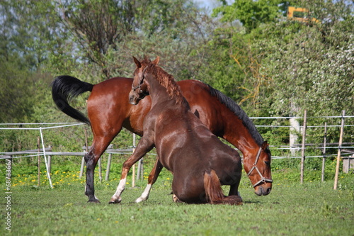Chestnut horse rolling on the grass in summer