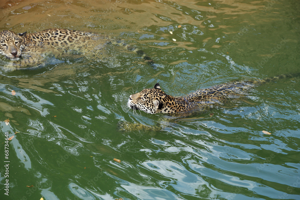 jaguar tiger cat resting and swimming jaguar tiger cat resting and swimming