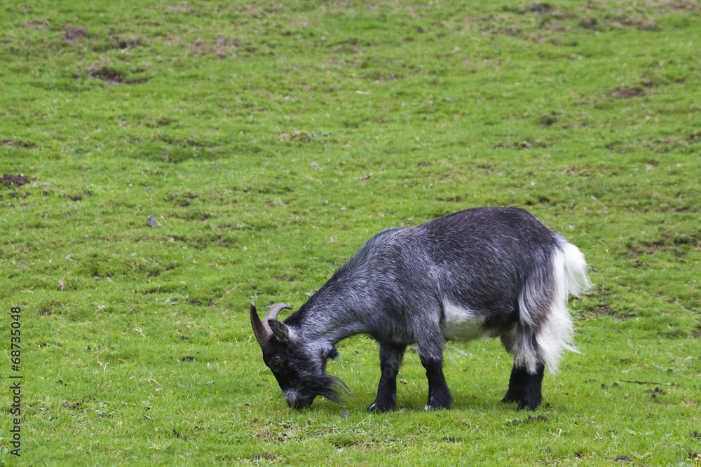 Goat Goat