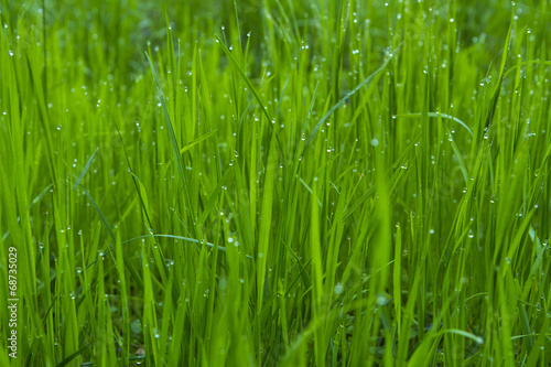 drops of dew on a green grass