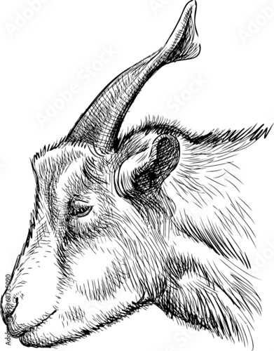 head of goat