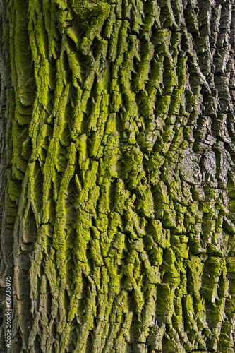 moss and bark texture