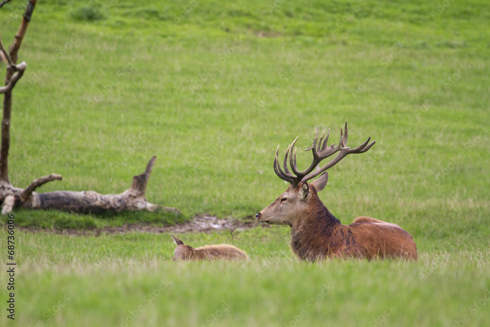 Naklejka premium Red deer (Cervus elaphus)
