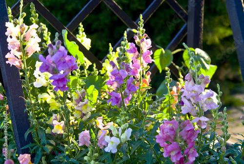 Blooming flowers pink and purple snapdragons .