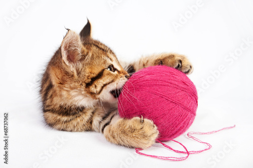 Tabby kitten playing with a ball of yarn