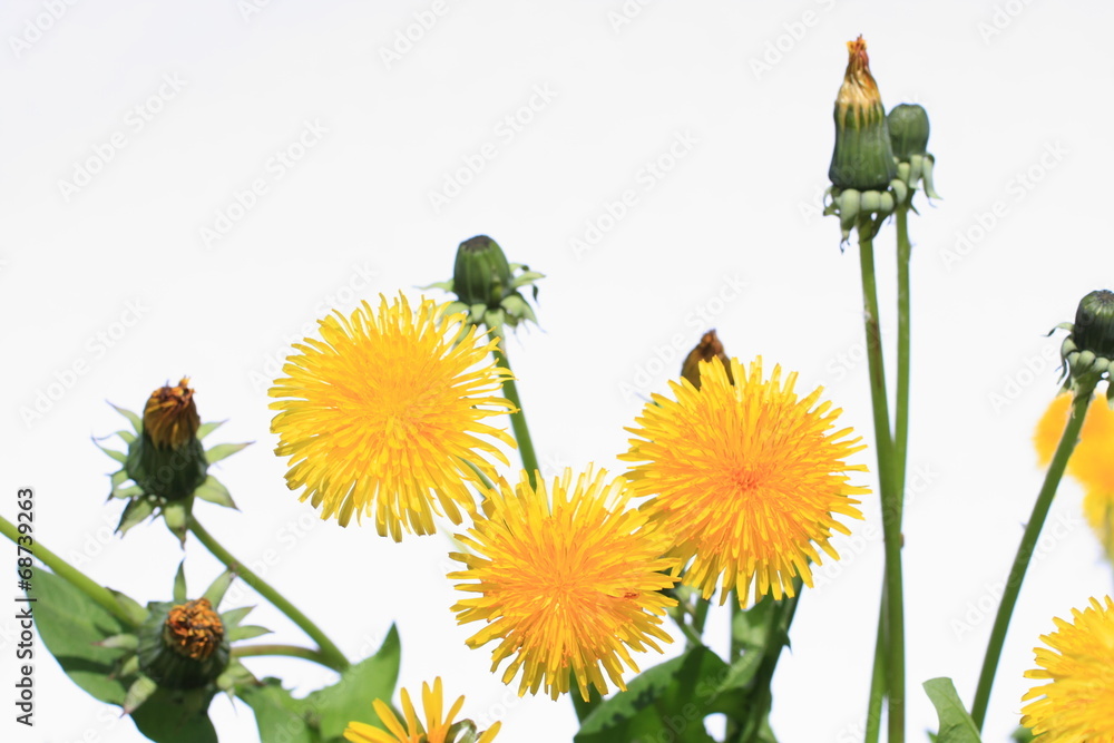 Dandelion on white background