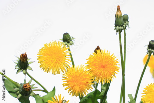 Obraz na płótnie Dandelion on white background w salonie