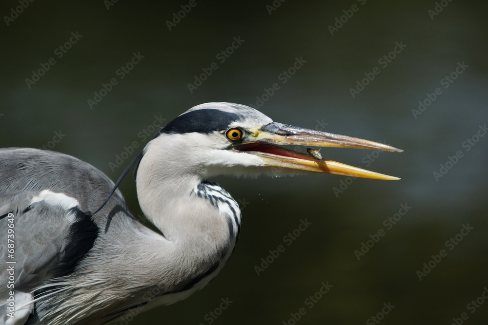 Grey Heron, Ardea cinerea