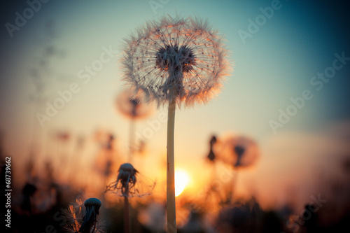 Rural field and dandelion at sunset