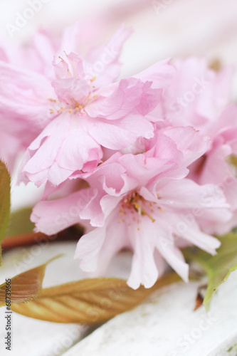 Spring Japanese cherry blossom