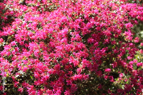 Pink Azalea blooming bush © JulietPhotography