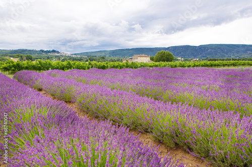 Lavender fields near Valensole in Provence, France.