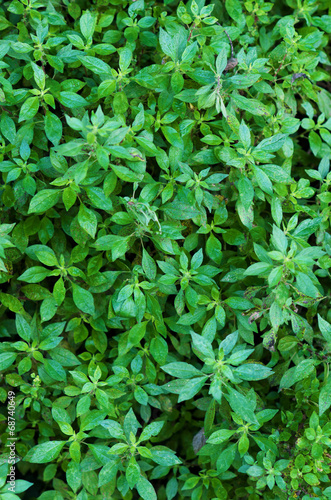Tiny green leaves background