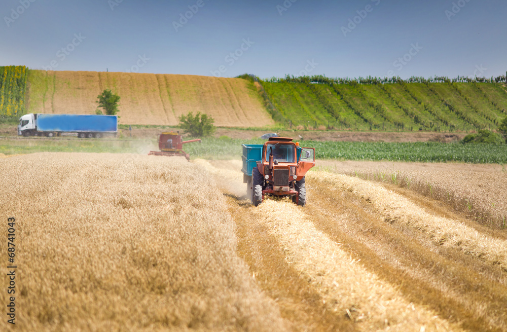 Obraz premium Harvesting