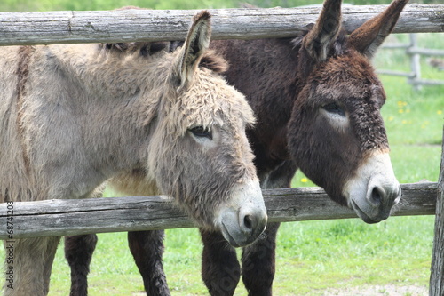 Donkey's (Brown & Gray)