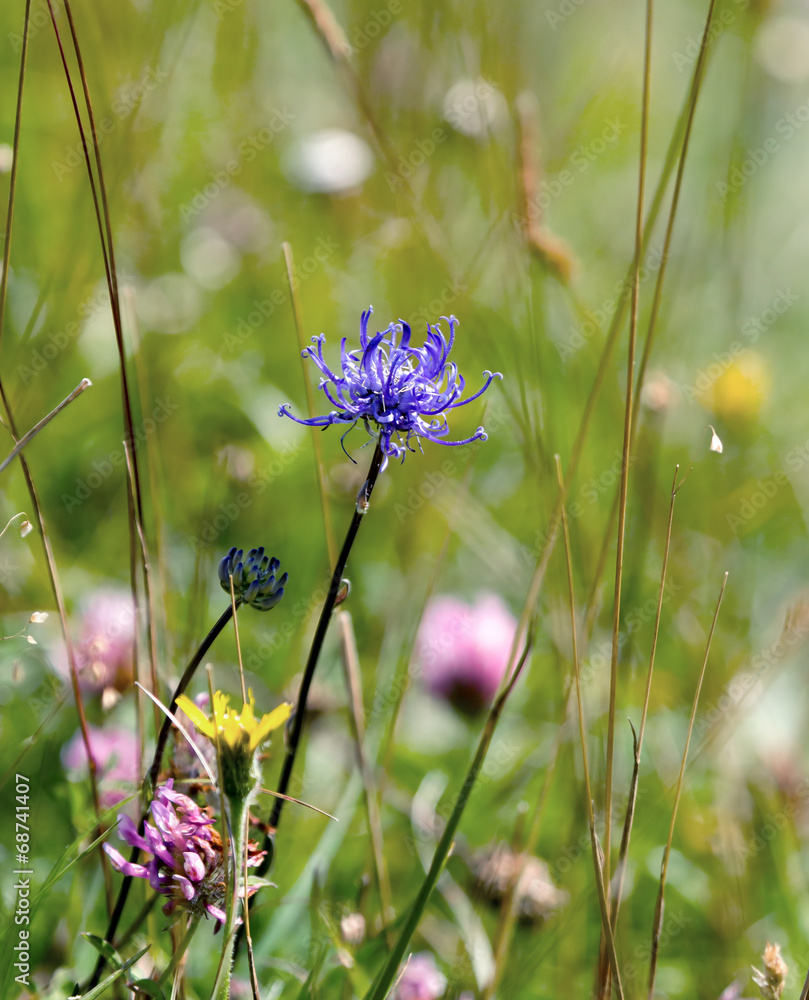 Fototapeta premium Round headed Rampion