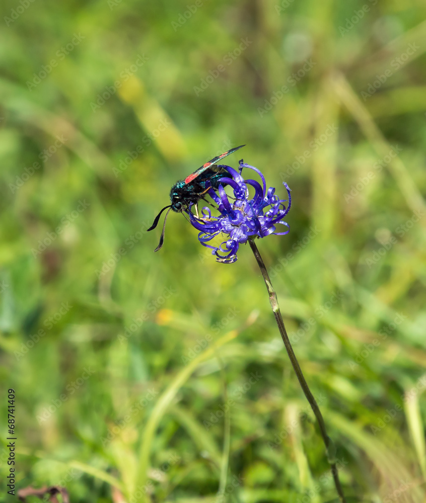 Six Spot Burnet Moth on Round Headed Rampion Six Spot Burnet Moth on Round Headed Rampion