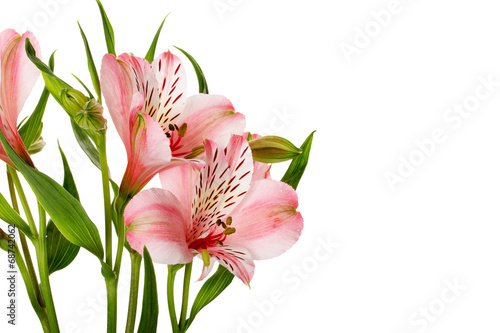 Fototapeta Naklejka Na Ścianę i Meble -  pink lilies isolated on the white background