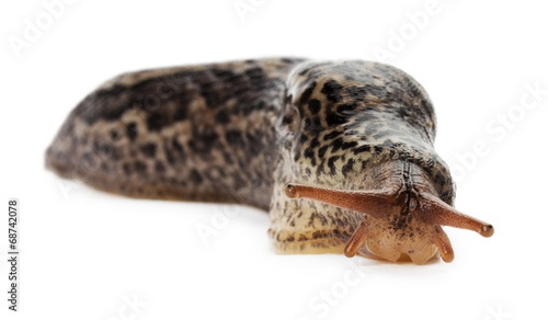 brown long snail isolated on the white background