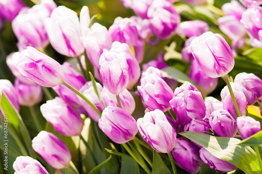 pink tulip with bokeh pink tulip with bokeh