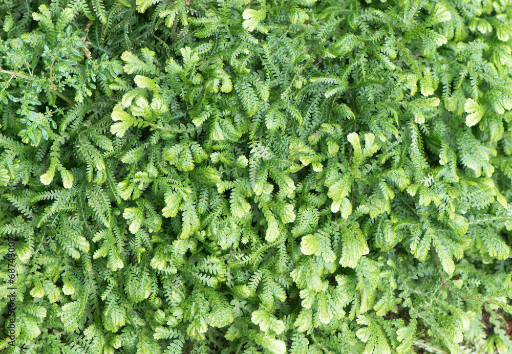 Spike Moss Spike Moss