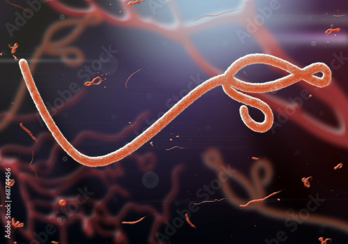 Microscopic view of the ebola virus photo
