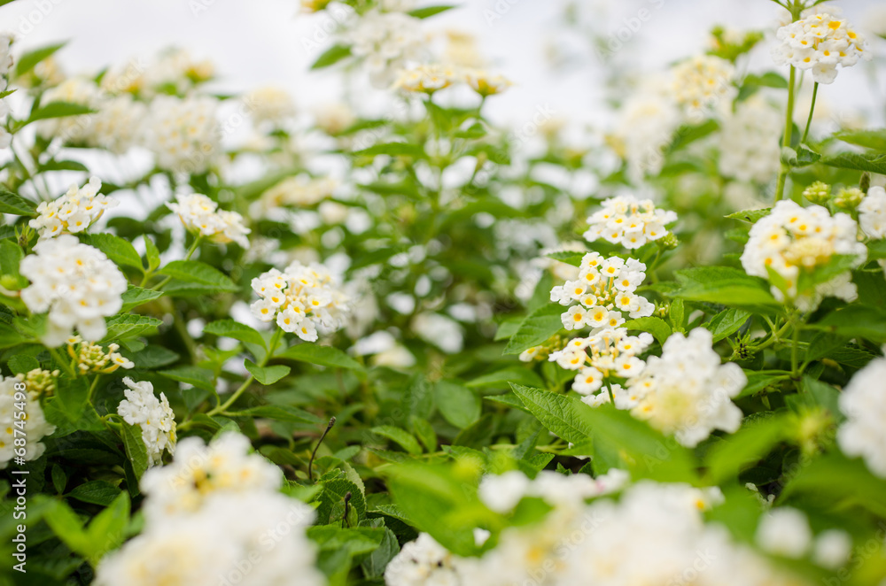 Lantana or Wild sage or Cloth of gold Lantana or Wild sage or Cloth of gold