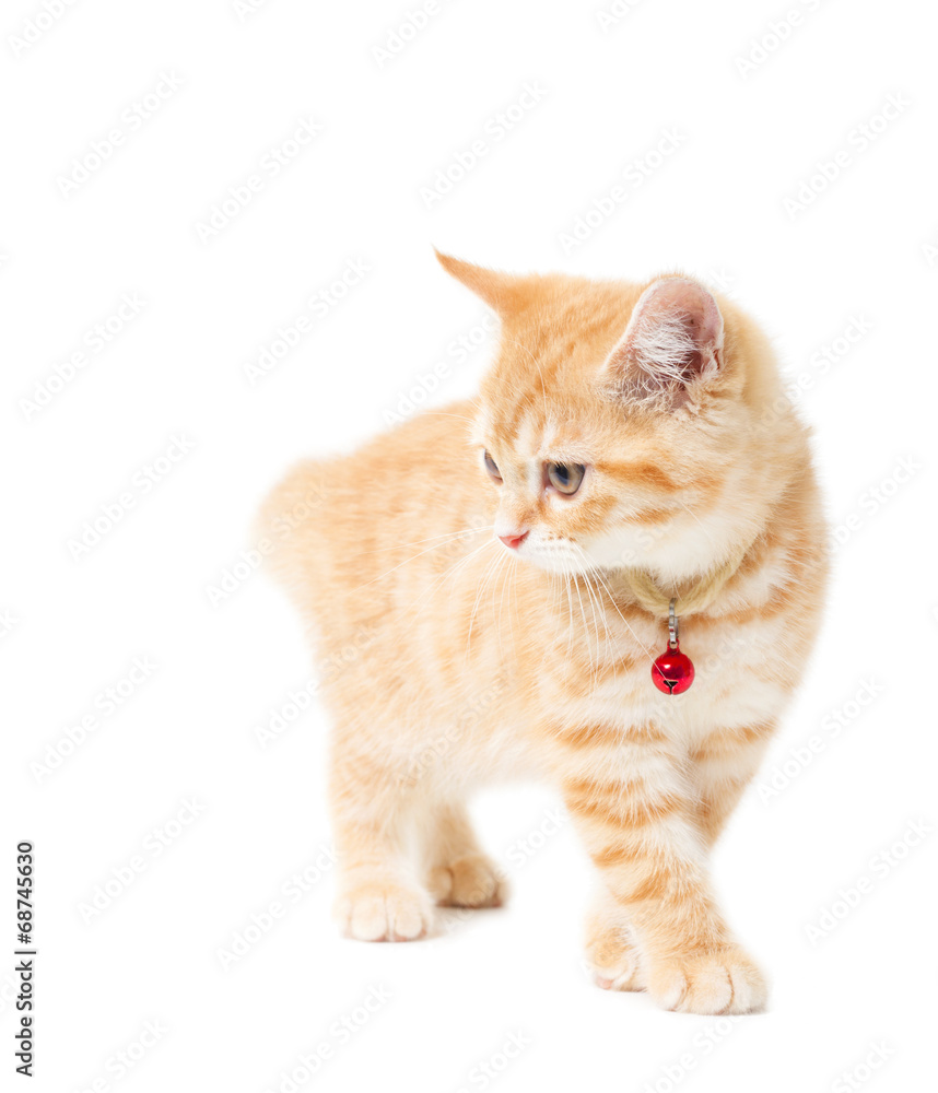 Littler Ginger british shorthair over white background Littler Ginger british shorthair over white background