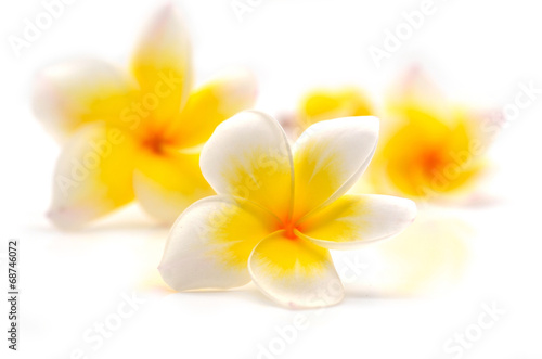 plumeria flower © maeklong