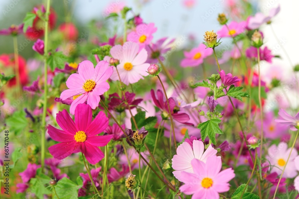 Beautiful cosmos flowers blooming in tibet Beautiful cosmos flowers blooming in tibet