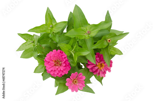 Blooming zinnias isolated on white background