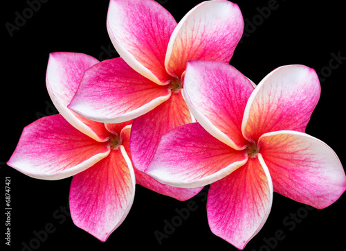 pink flowers frangipani  plumeria  on green leaf background