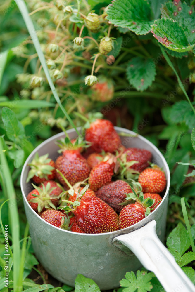 Strawberry crop Strawberry crop