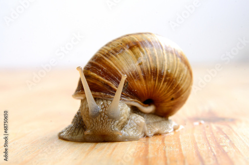 snail on the wood photo