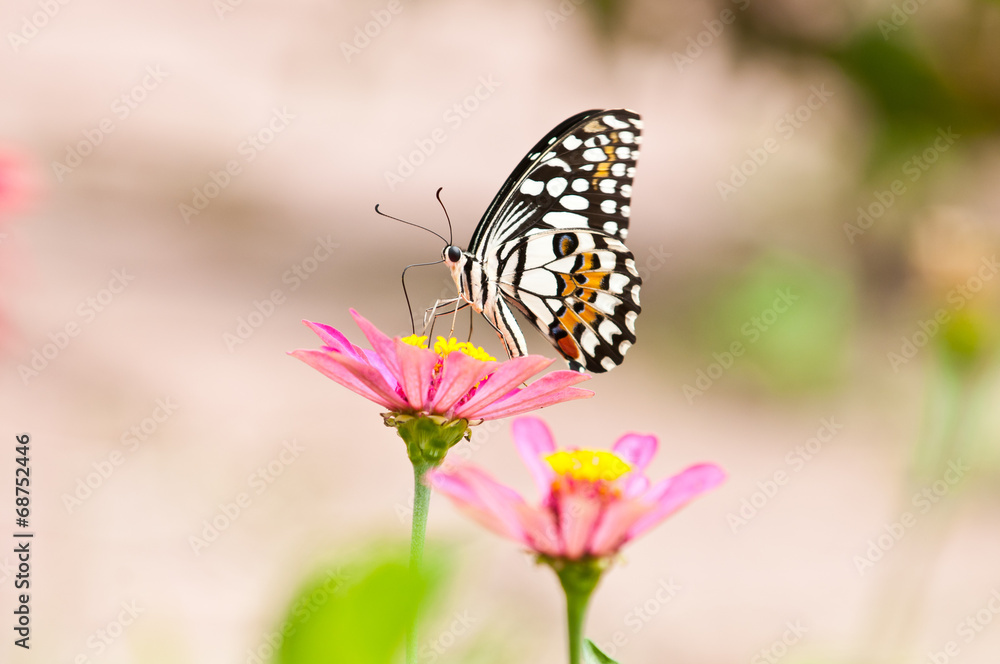 lime butterfly on flower close up lime butterfly on flower close up