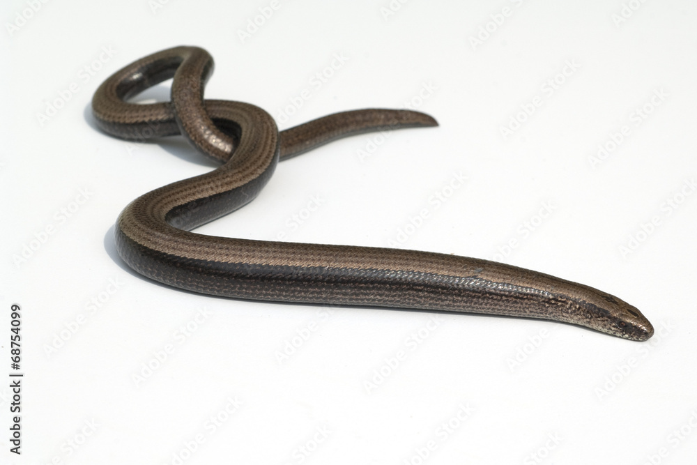 Blindschleiche, Anguis, fragilis, Echsenart, Echse, Blindschleiche, Anguis, fragilis, Echsenart, Echse,