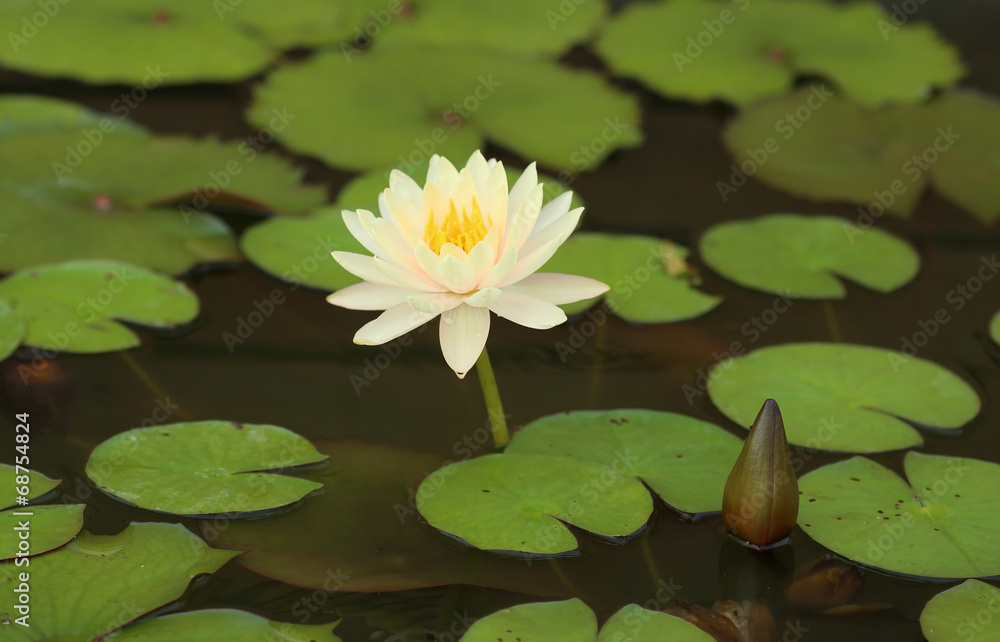 white lotus white lotus