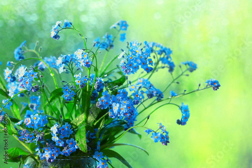 small blue wild flowers
