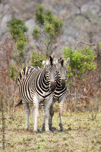 A pair of wild Burchells Zebra standing side by side