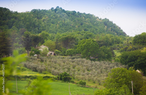 View on mediterranean vineyard