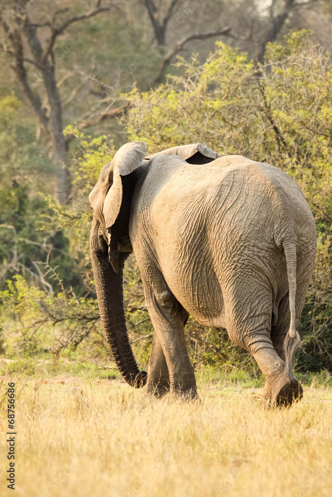 Large wild Elephant walking trhough short dry grass