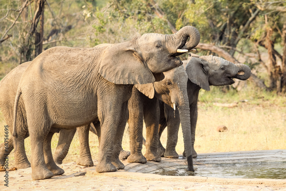 Fototapeta premium A small herd of wild Elephants drinking at a man made waterhole