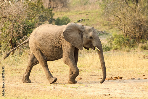 A wild Elephant walking over a dry piece of land
