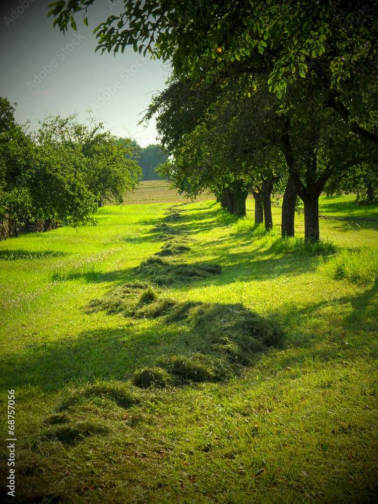 Obraz premium Frisch gemähte Streuobstwiese