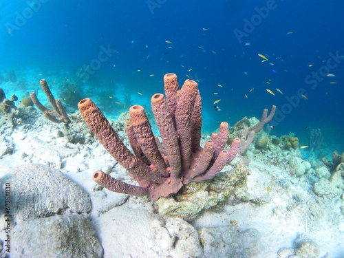 fiore corallino photo
