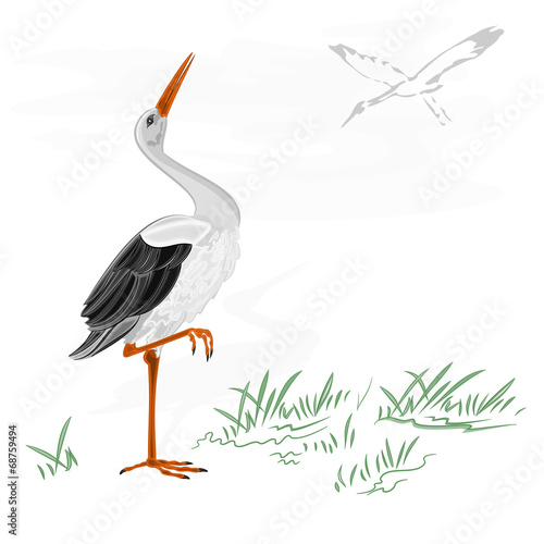 Storks white wild water bird vector illustration